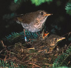 Bicknell's Thrush - photo by USFWS