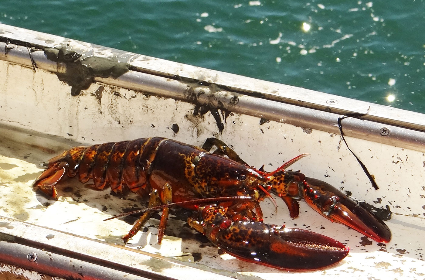 Maine lobster