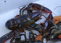 maine lobster