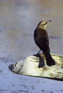 Rusty Blackbird. Photo by USF&WS