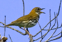 Wood Thrush by Kirk Rogers. 