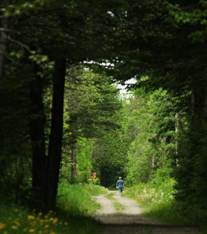 Aroostook Rail Trail