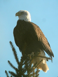 Baldeagle_JohnWyatt