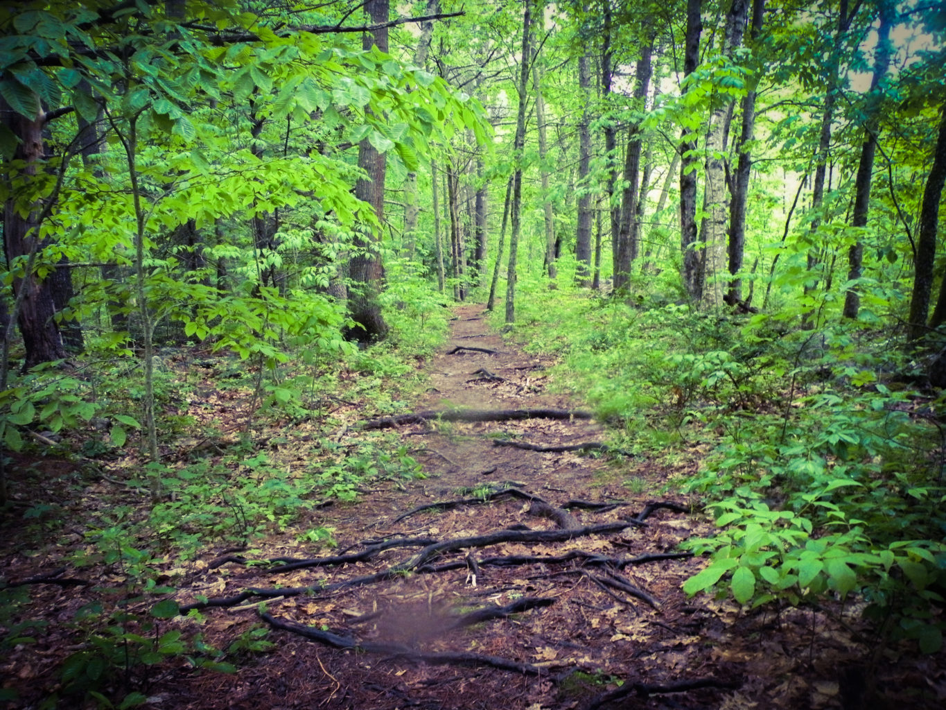 Black Brook Preserve