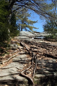 Bradbury Mountain Photo by Emmie Theberge