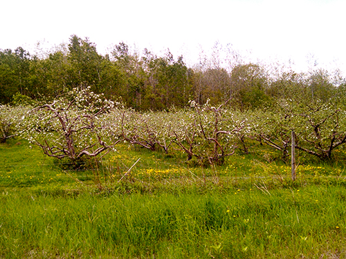 Lakeside Orchard