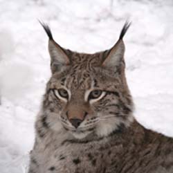 Canada Lynx