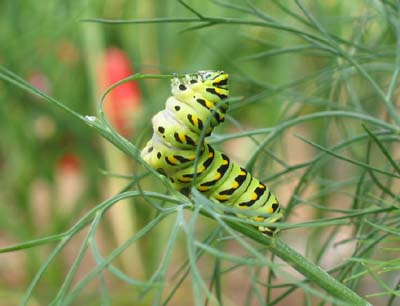 Black swallow-tailed caterpillar. This photo by Terry Sprague is part of our "My Maine This Week" traveling photography exhibit.