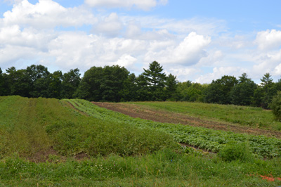 Broadturn Farm