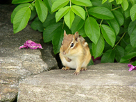 chipmunk_sm