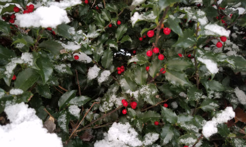 holly berries in the snow