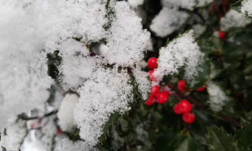 holly berries