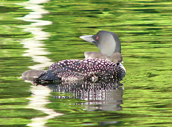 loon_and_chick