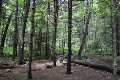 Robinson Woods