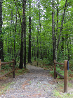 Tassel Top park trail