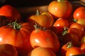 tomatoes_000