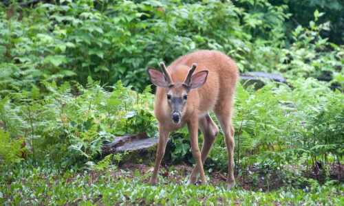 white-tailed deer