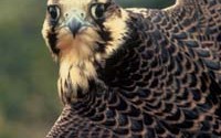 Peregrine Falcon