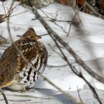 Ruffed Grouse in snow