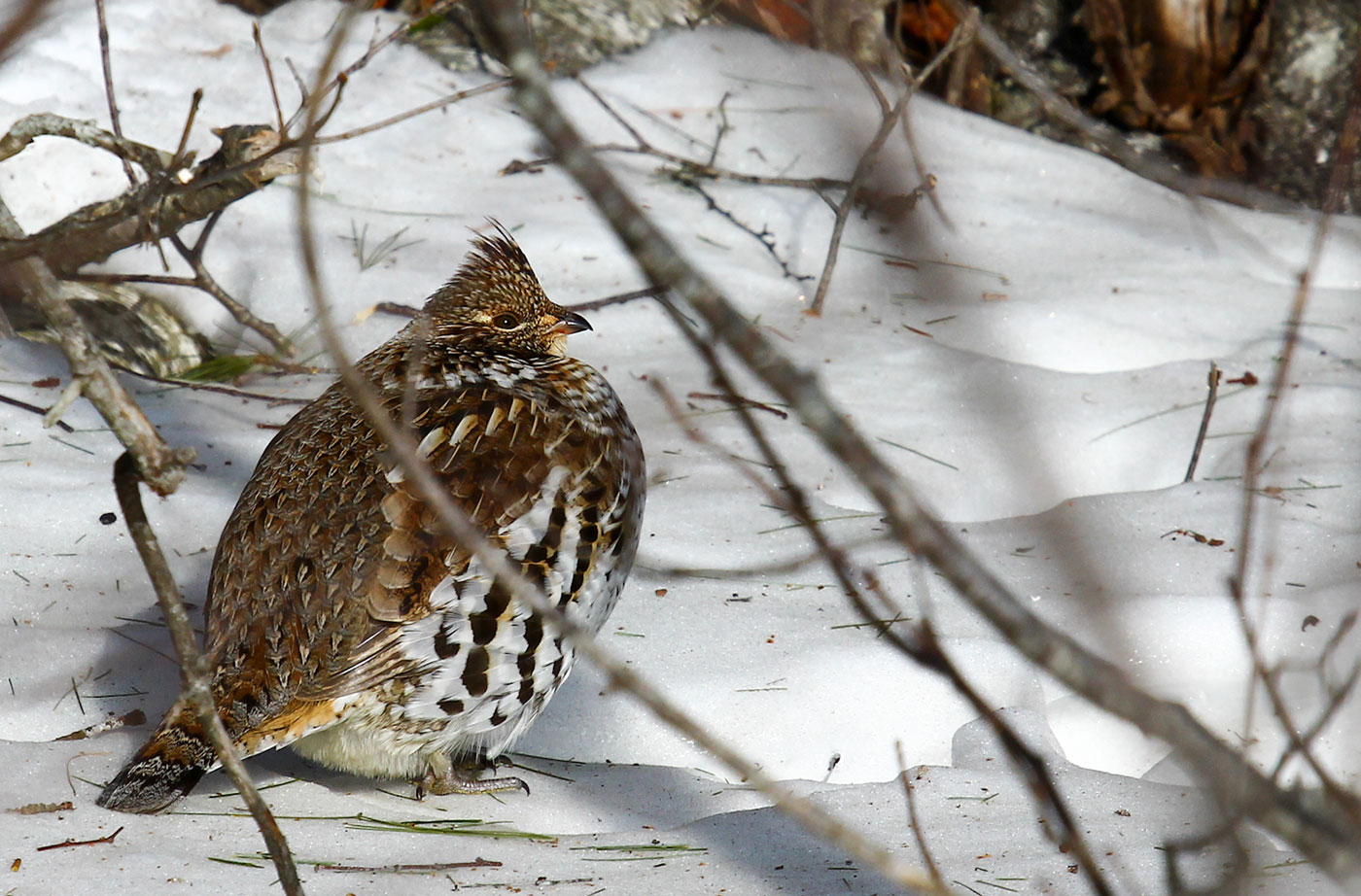 Ruffed Grouse in snow