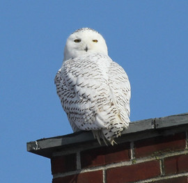 Snowy Owl by Marie Jordan