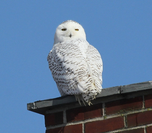 Snowy Owl by Marie Jordan