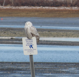 Snowy Owl by Peter Morelli