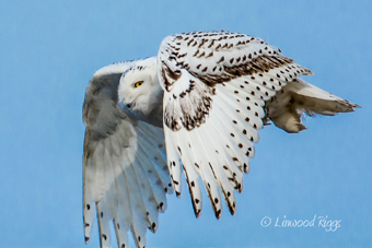 Snowy Owl by Linwood Riggs