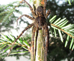 fishingspider