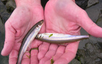 Rainbow Smelt