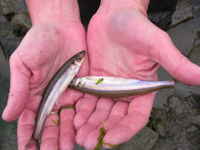 https://www.nrcm.org/wp-content/uploads/2014/01/smelt2.jpg