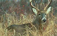 White-tailed Deer