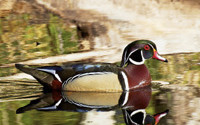 Wood Duck