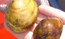 Yellow Lampmussel