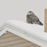 Snowy Owl by Bill Bunn