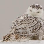 Snowy Owl