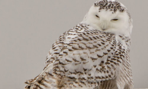 Snowy Owl