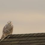 Snowy Owl