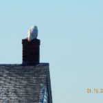 Snowy Owl Biddeford Pool by Denise Johnson