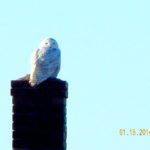 Snowy Owl in Biddeford Pool by Denise Johnson