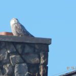 Snowy Owl in Biddeford Pool by Denise Johnson