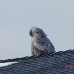 Denise Johnson Snowy Owl Biddeford Pool 2-6-14