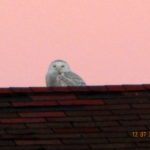 Snowy Owl Cliff House by Denise Johnson