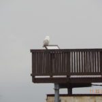 Denise Johnson Snowy Owl Mt A 11-22-2013