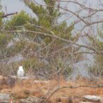 Snowy Owl Mt. A