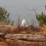 Snow Owl Mt. A by Denise Johnson