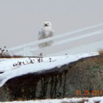 Denise Johnson Snowy Owl Nubble Light 1-20-2014