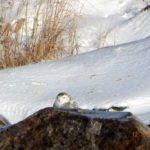 Denise Johnson Snowy Owl Nubble Light 12-16-2013