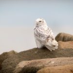 Snowy Owl Kennebunk Beach