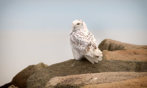 Snowy Owl Kennebunk Beach